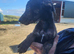 Beautiful Lurcher Pups