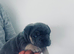 Beautiful French Bulldog Puppies