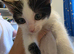 4 male kittens ready to go