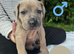 Great Dane x Cane corso puppies