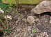 2 Female Hermann's Tortoise