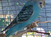 baby budgie and cage