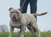 Olde English Bulldog
