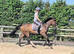 Super Kind 4yo 16hh TB gelding