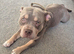 Remy the pocket bully