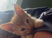 4 Gorgeous Ginger Kittens