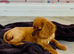 Stunning Cockalier Puppies
