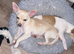 Chihuahuas