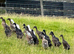 7 WEEK OLD INDIAN RUNNER DUCKS