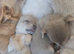 Chihuahua puppies 3 girls 800