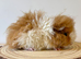A selection of pigs looking for new homes