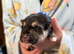 Beautiful Shepsky Puppies Available
