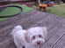 Bichon Maltese