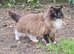 Adult male ragdoll