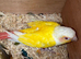 Lutino with split red factor breeder pair