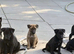 Belgian Malinois Puppies KNPV READY NOW