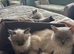 2 male rag doll kittens