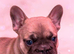 4 stunning French bulldog puppies big rope