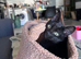 Male 7m old Kitten