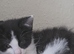 Buitifull Oreo the kitten