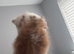 Kitten