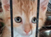 Beautiful manx kittens