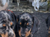 Beautiful Dapple Dachshunds