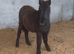 Shetland X filly foal