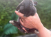 Pure bred mini lop - ready now