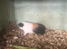 Baby Guinea pigs for sale