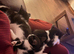 Three gorgeous boy kittens