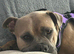 3 year old female