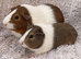 Guinea pigs - Pair of Sows ready to go