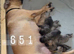 Cane Corso bandogge mastiff chunky pups for sale