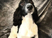 KC cocker spaniel puppies