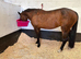16.2 warmblood mare