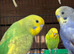 Adorable budgies for sale