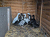 Mix breed ducks