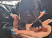 4 gorgeous Frug puppies