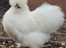 Silkie hatching eggs (mixed colours)