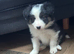 Quality Border Collie Pups