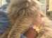 Nutered/polydactyl