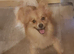 2 yr old female pomeranian