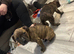 8 week old alapha x American bulldog pups