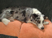 Blue merle BC bi eyed male