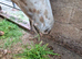 Apaloosa x Cob Filly looking for new home