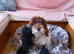 Cockapoo puppy