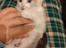 Kitten looking for loving home