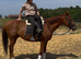 15.3hh Irish gelding