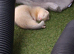 Male White & grey ferret